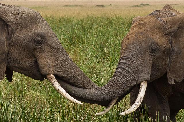 052 Kenia, Masai Mara, olifanten.jpg